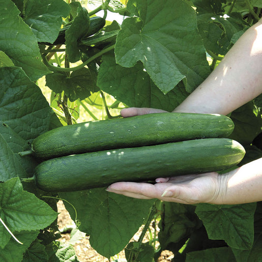 cucumber sweet success