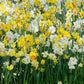 all mix daffodil
