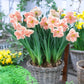 apricot whirl daffodil