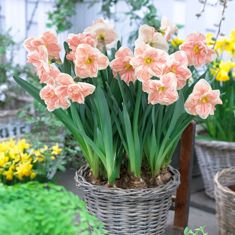 apricot whirl daffodil