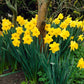 dutch master daffodil 