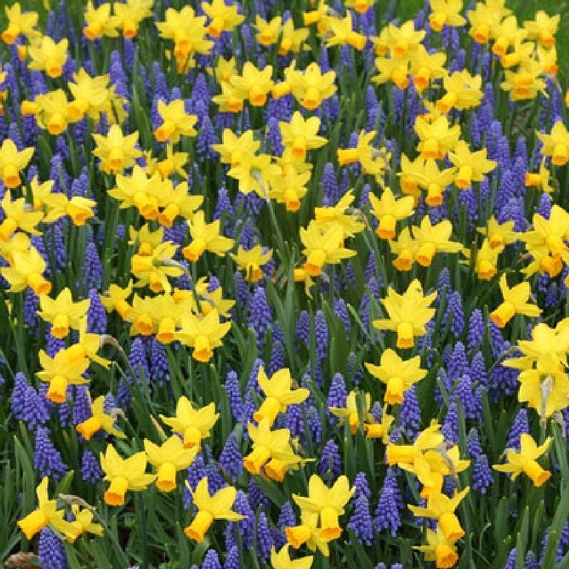 mixed hyacinth daffodil