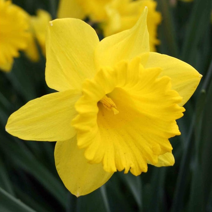 jumbo daffodil dutch master