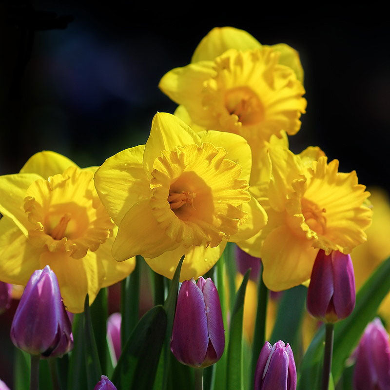 daffodil king alfred