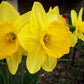 daffodil king alfred