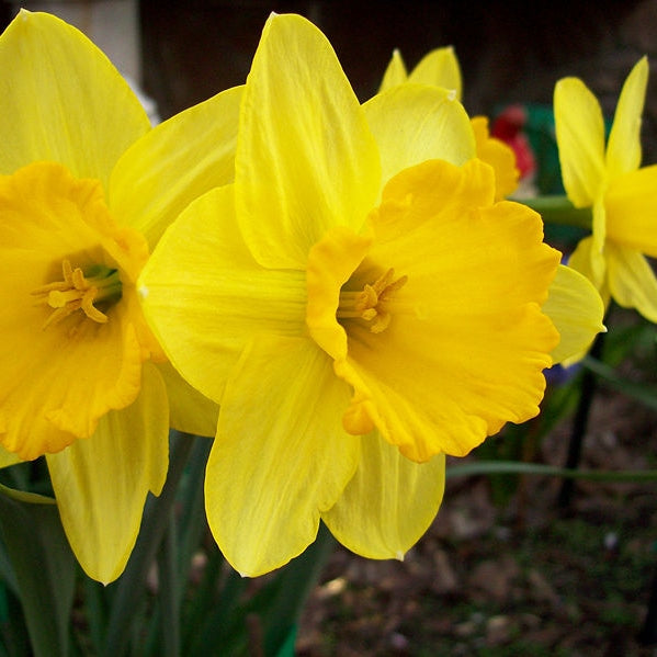 daffodil king alfred