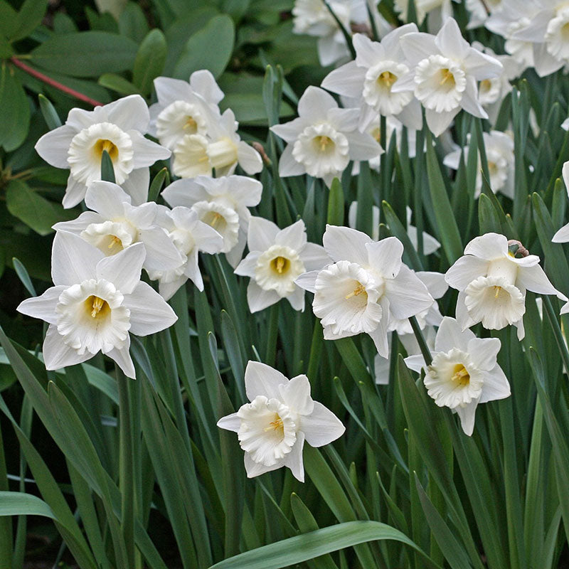 mount hood daffodil 