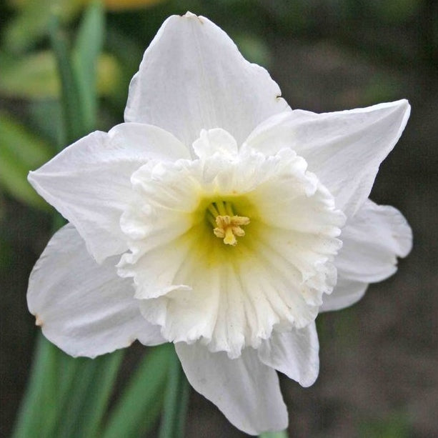 mount hood daffodil 