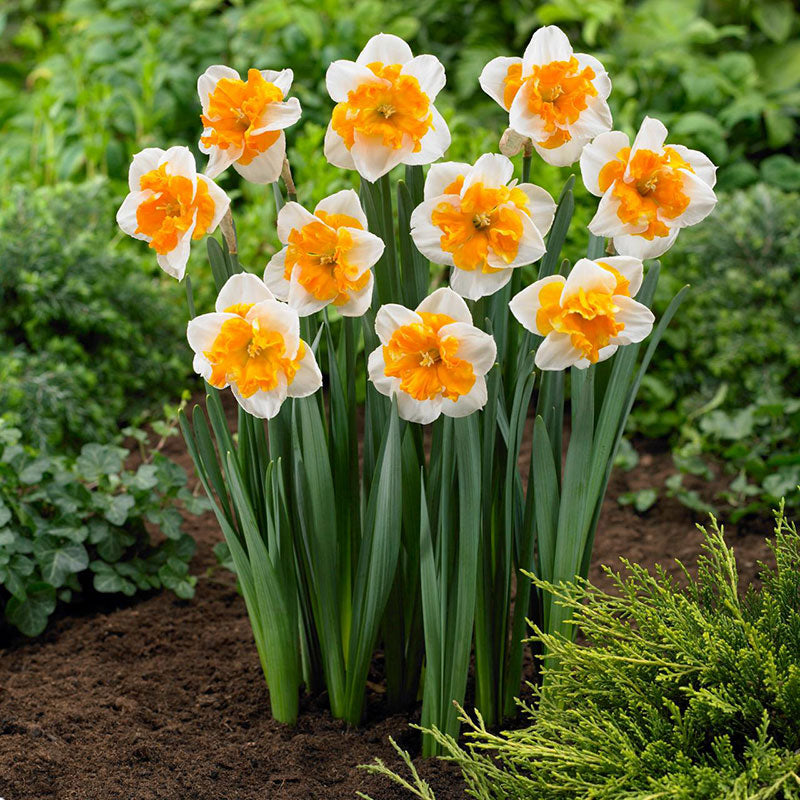 daffodil orangery