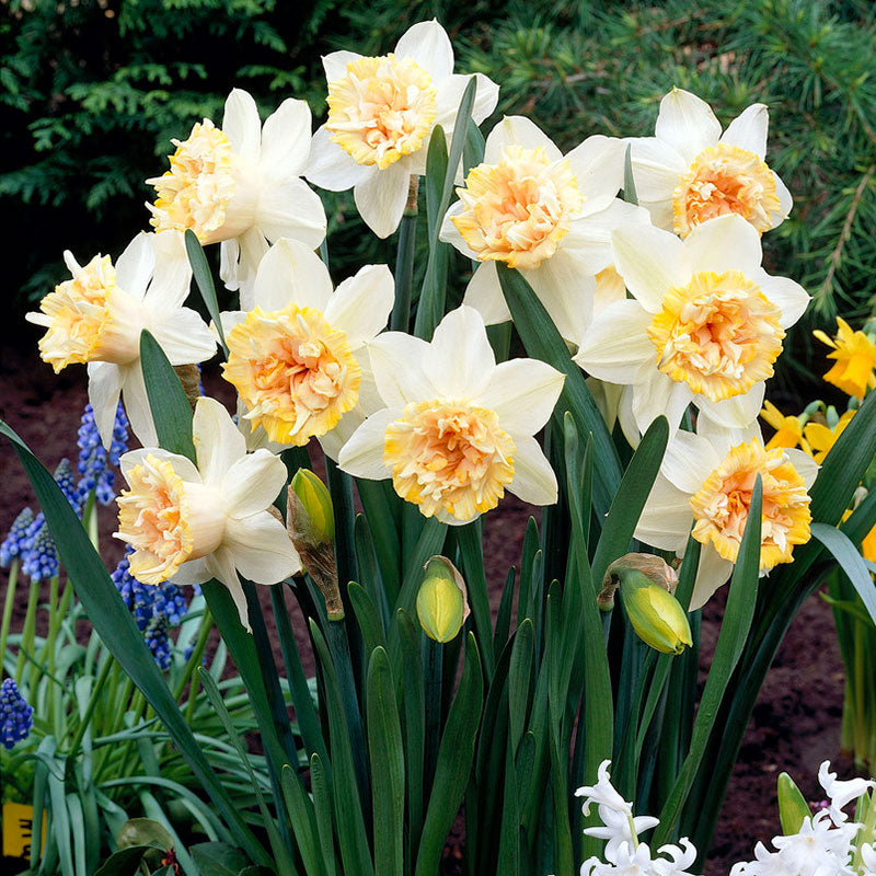 petit four daffodil