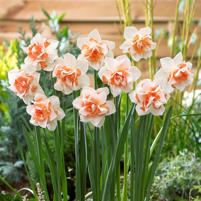 daffodil replete