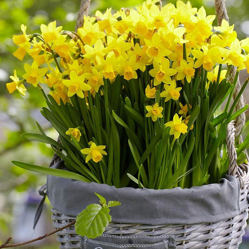 teteatete daffodil 