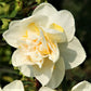 white lion daffodil 
