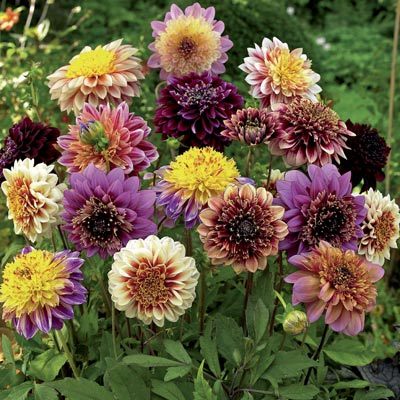 anemone mix dahlia 