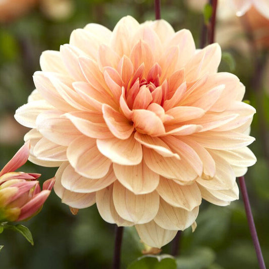 dahlia apricot desire