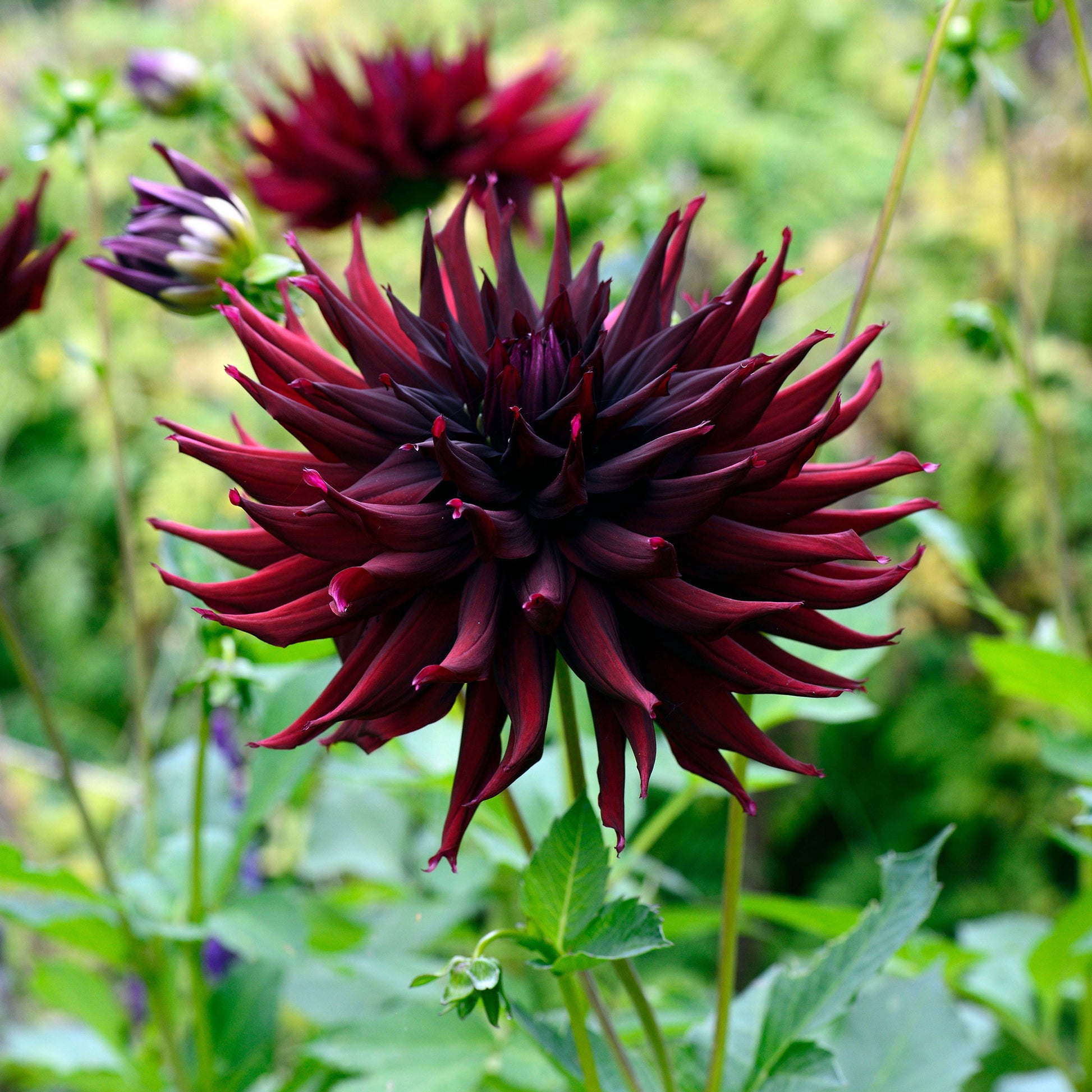 dahlia black narcissus