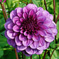 dahlia blue bell