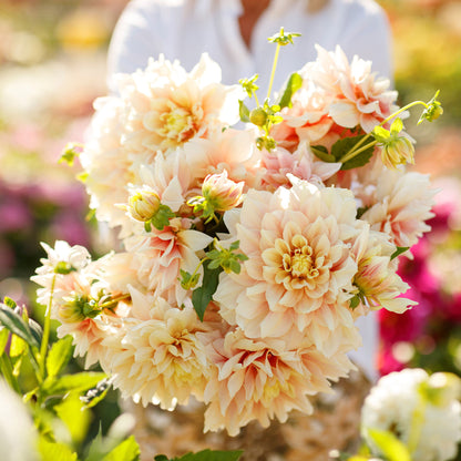 A person holding a bouquet of Break Out dahlia flowers in a garden setting.