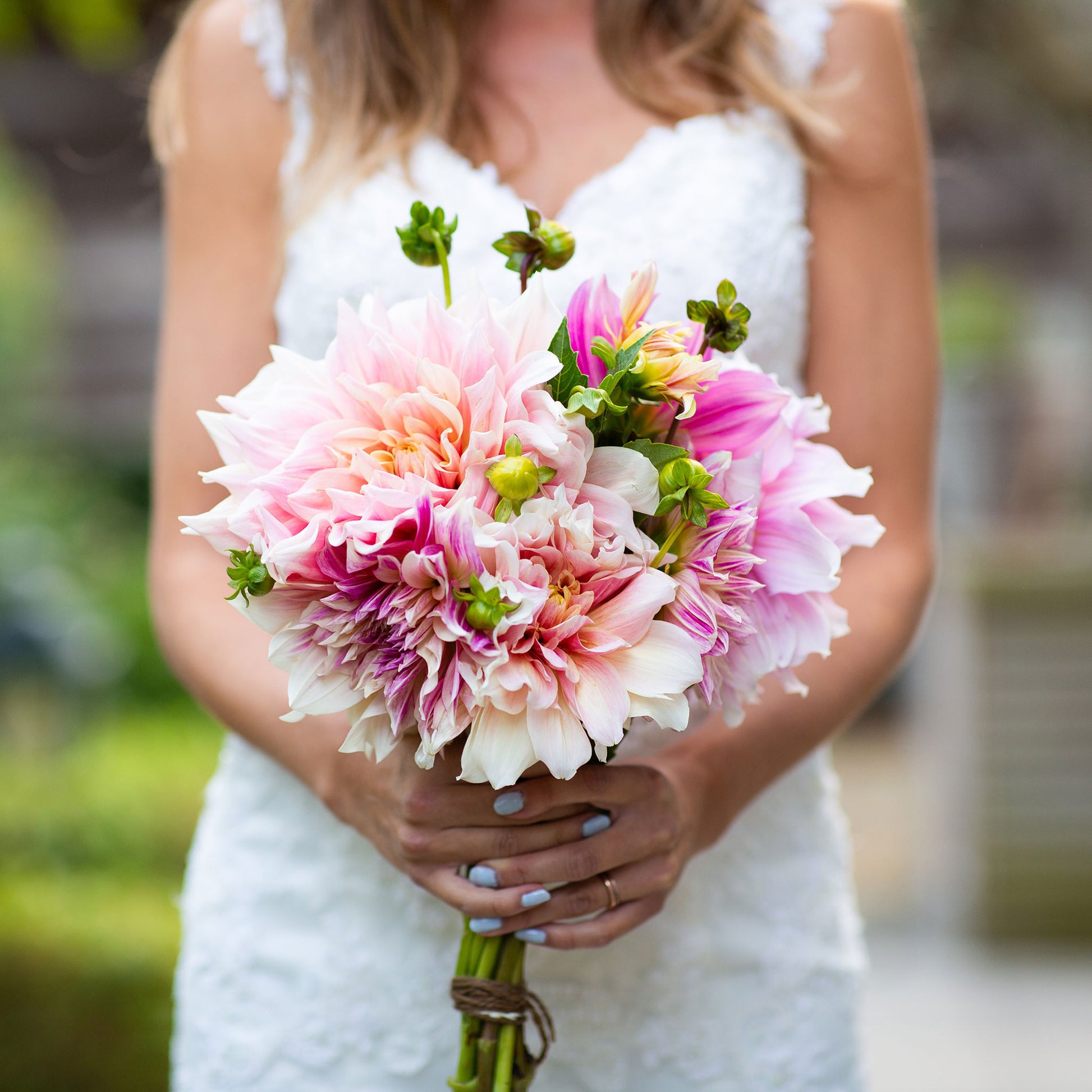 Dahlia Bulbs (Dinnerplate) - Bridal Bouquet Mix