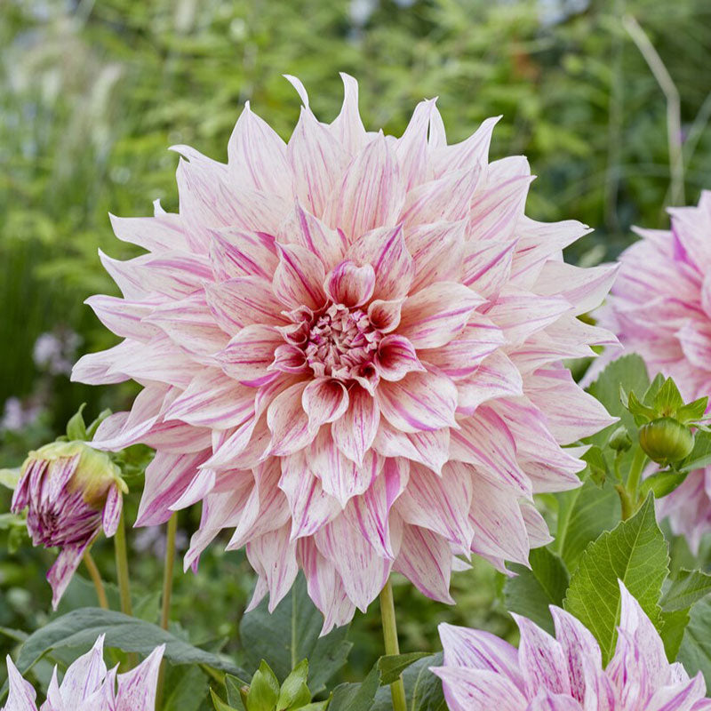 Dahlia 'Cafe au Lait' - The Diggers Club