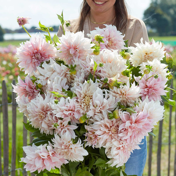 Dahlia Bulbs (Dinnerplate) Cafe au Lait Dahlia Tubers Eden Brothers