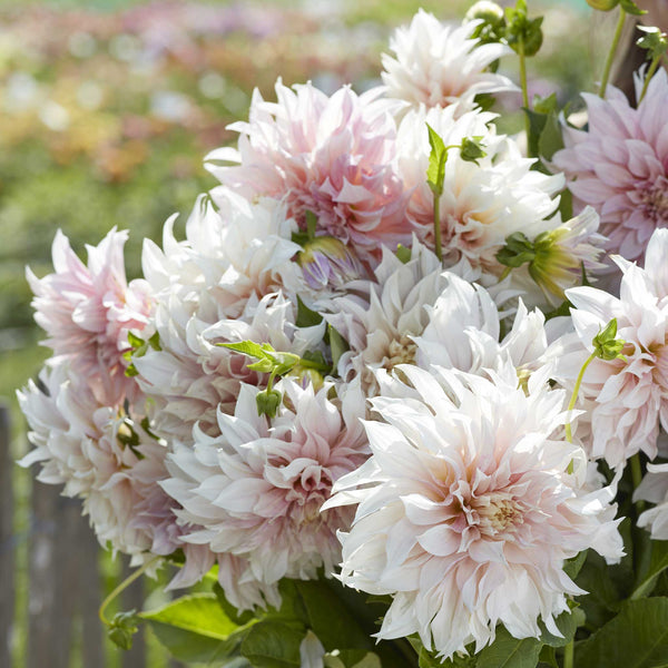 Dahlia Bulbs (Dinnerplate) Cafe au Lait Dahlia Tubers Eden Brothers
