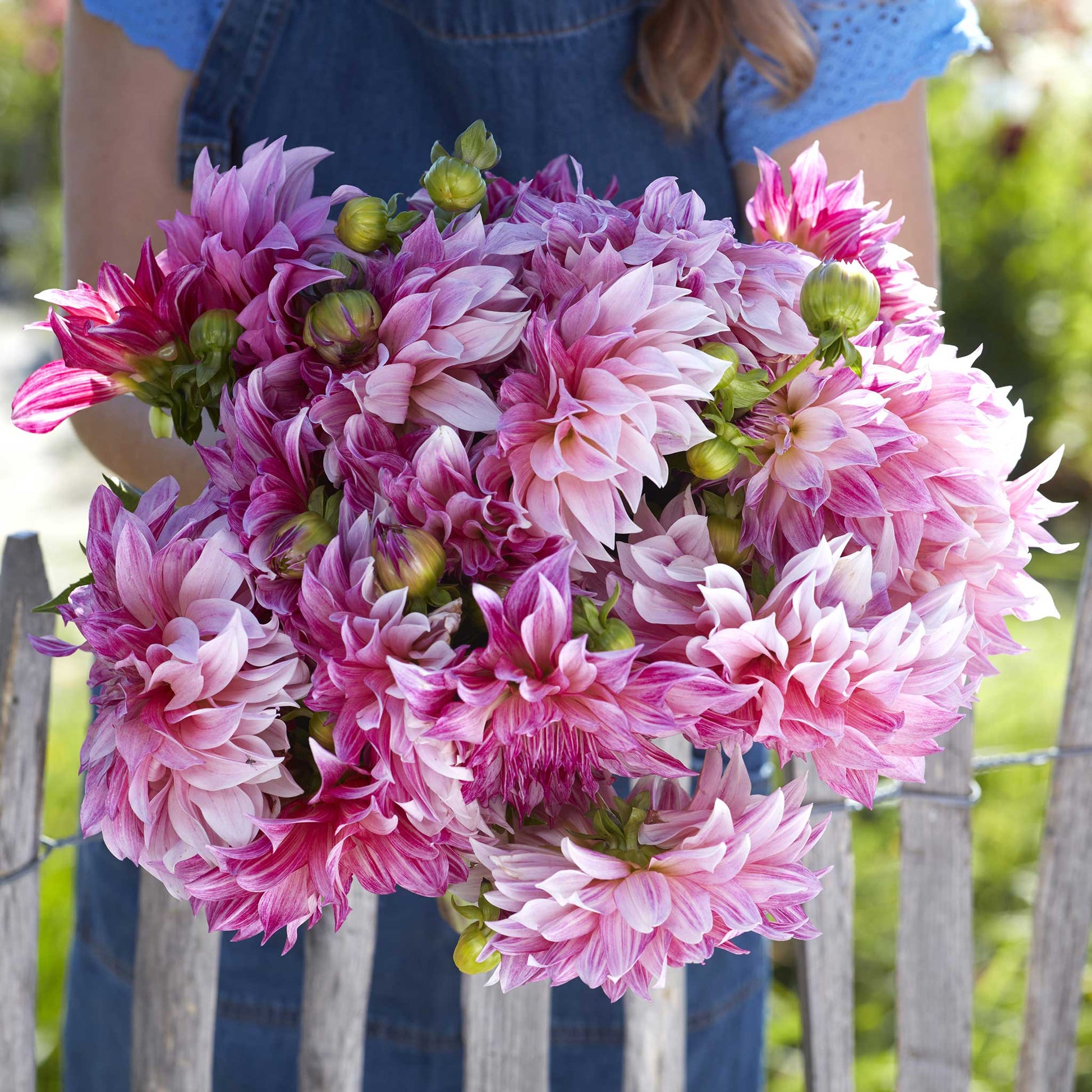 Café au Lait Dahlia  Brecks Premium Bulbs