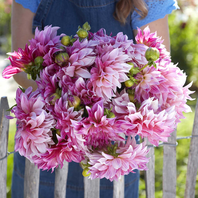 dahlia cafe au lait royal