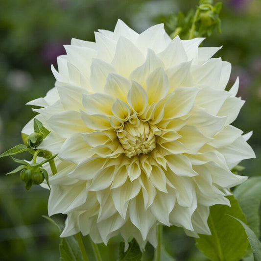 dahlia cafe au lait supreme