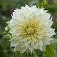 Dahlia Tubers (Dinnerplate) - Café Au Lait Supreme