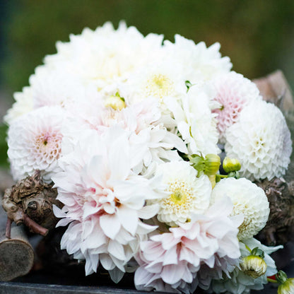 Cafe con Leche Mix dahlia bouquet displaying the vibrant colors of white and pink.