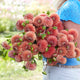 Dahlia Tubers (Ball) - Cornel Bronze