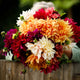 Dahlia Tubers - Dinnerplate Happy Mix