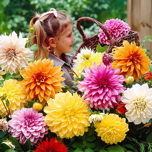 dahlia dinnerplate mix