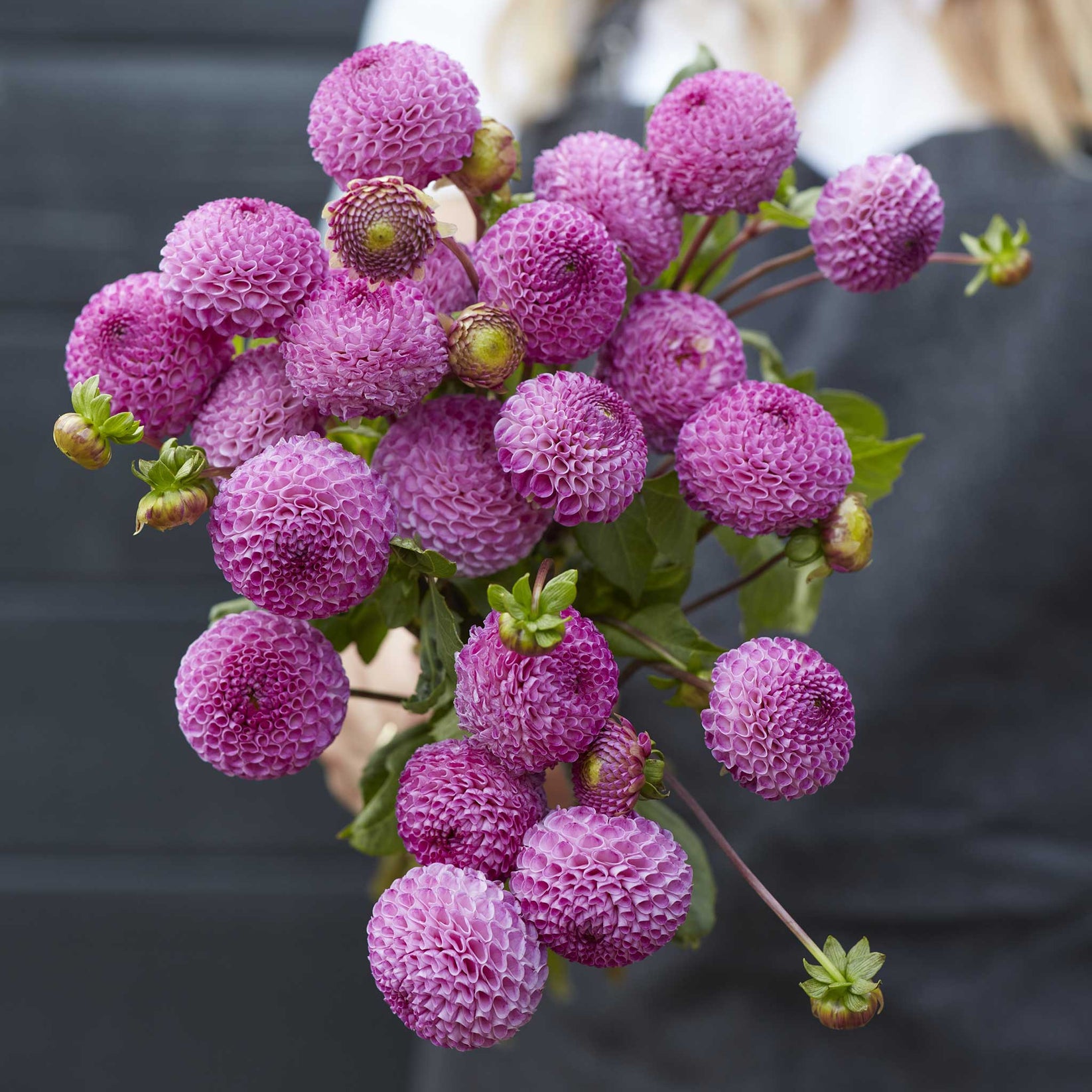 Dahlia Bulbs Frank Holmes Dahlia Tubers Eden Brothers