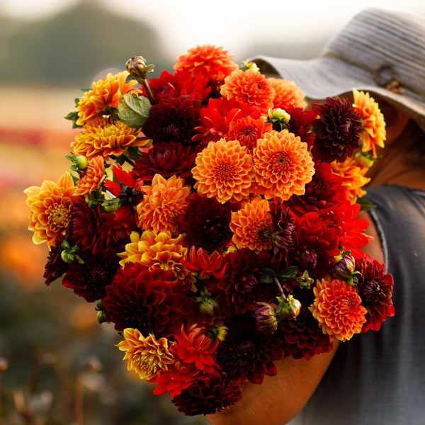 dahlia-hot-mix-hol-1_grande.