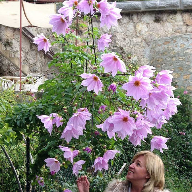 dahlia imperialis