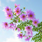 dahlia imperialis