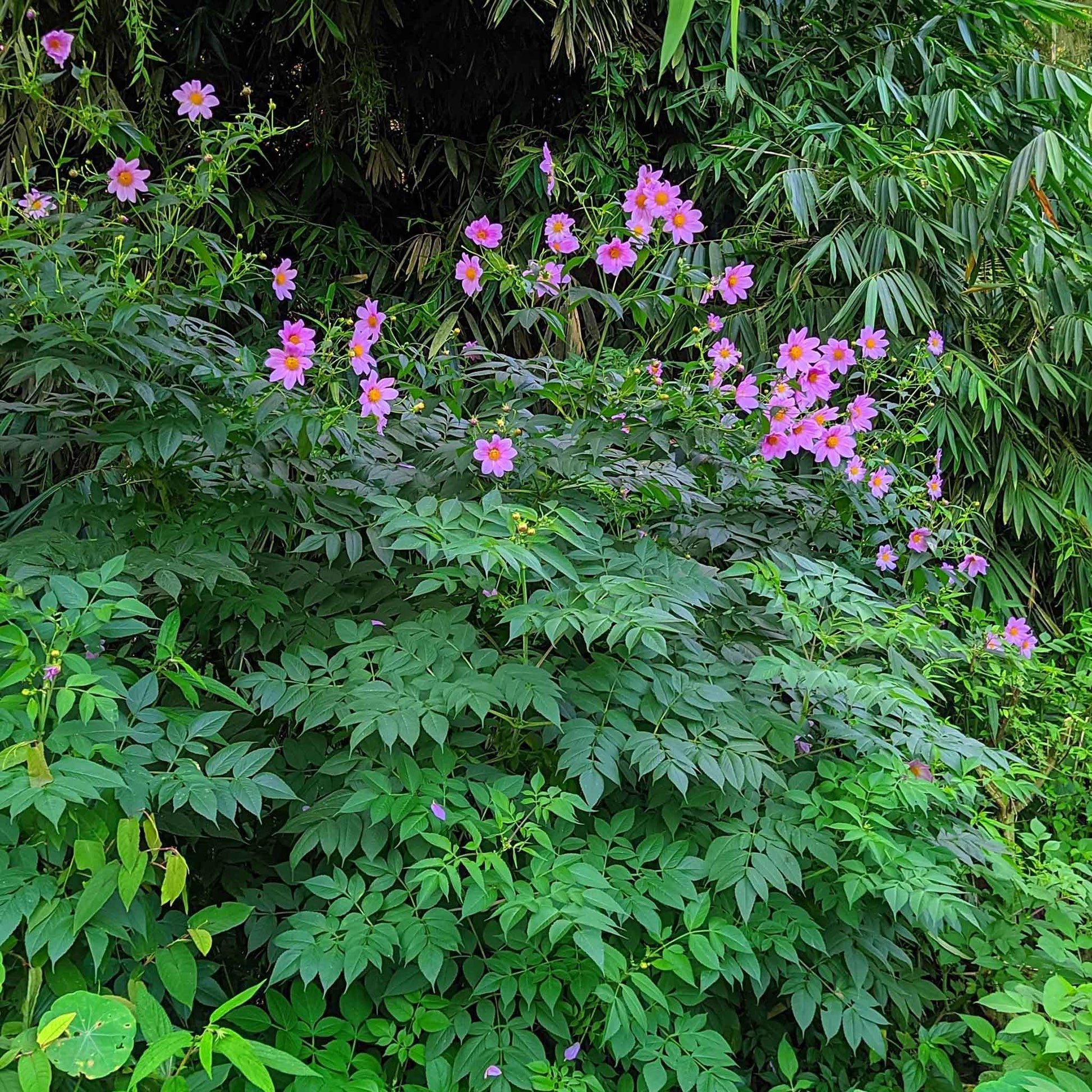 dahlia imperialis