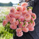Dahlia Tubers (Ball) - Linda's Baby