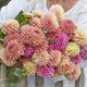 Dahlia Tubers - Linda's Mix