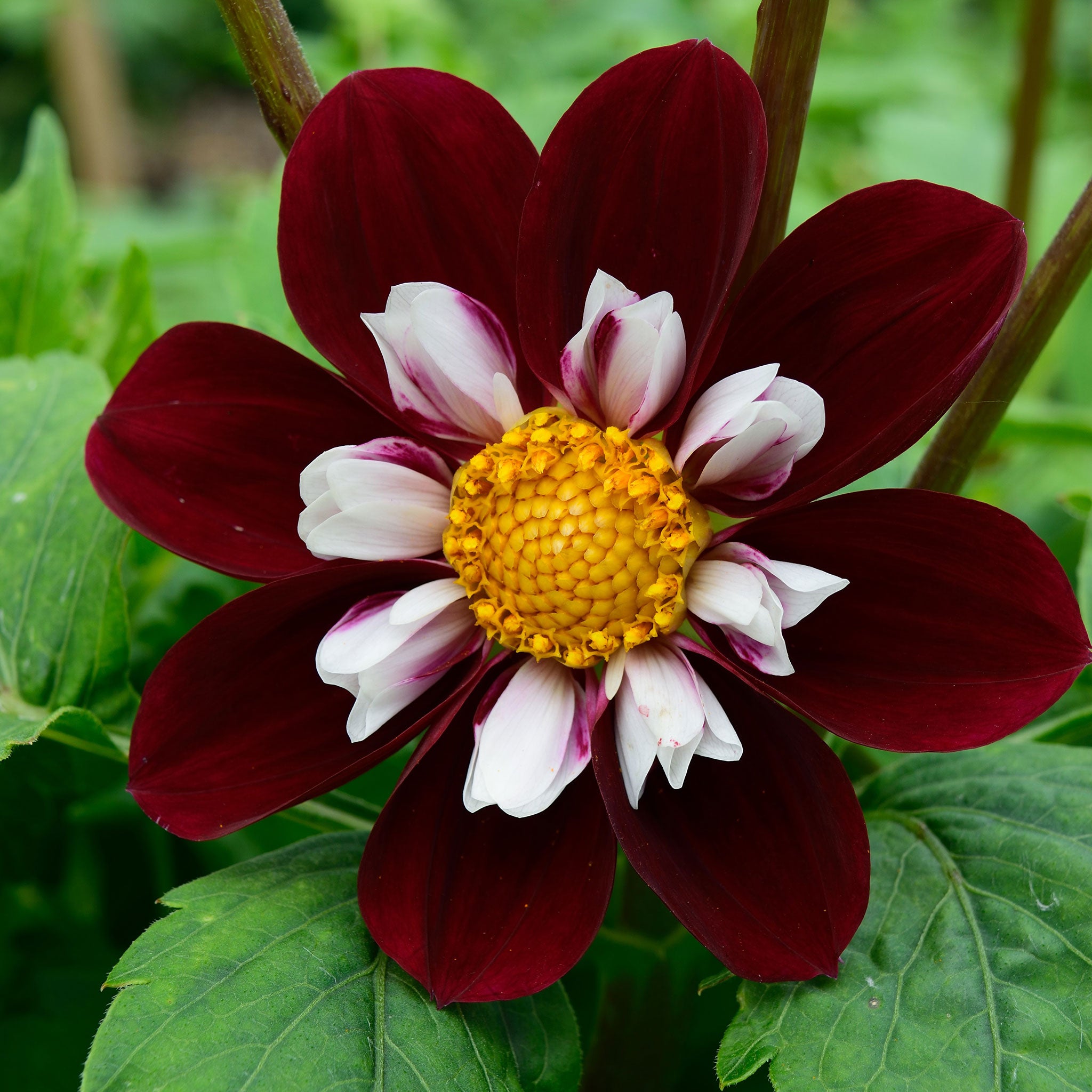 Close-up of a mary evelyn dahlia flower with purple petals and a yellow center on a blurred green background
