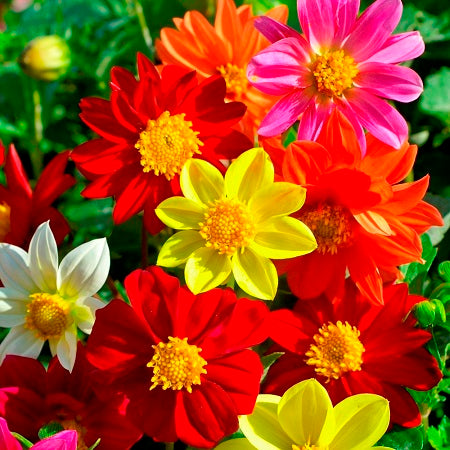 dahlia seed mixed mignon