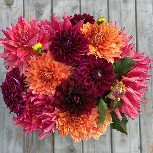 dahlia passion mix