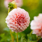 dahlia peaches