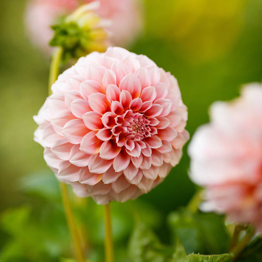 dahlia peaches