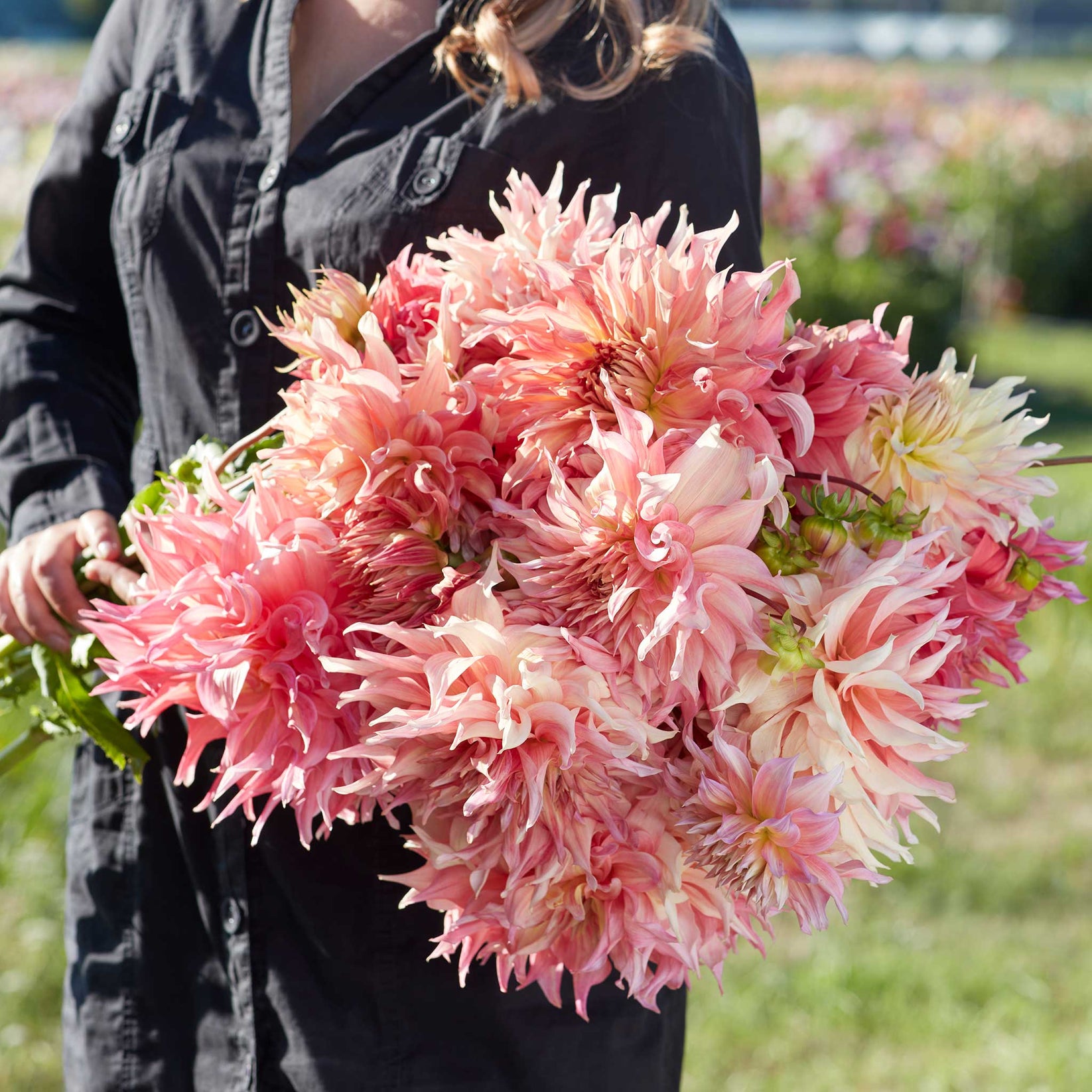 Dahlia Bulbs (Dinnerplate) - Penhill Watermelon | Dahlia Tubers | Eden