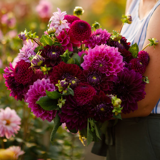 dahlia pink mix