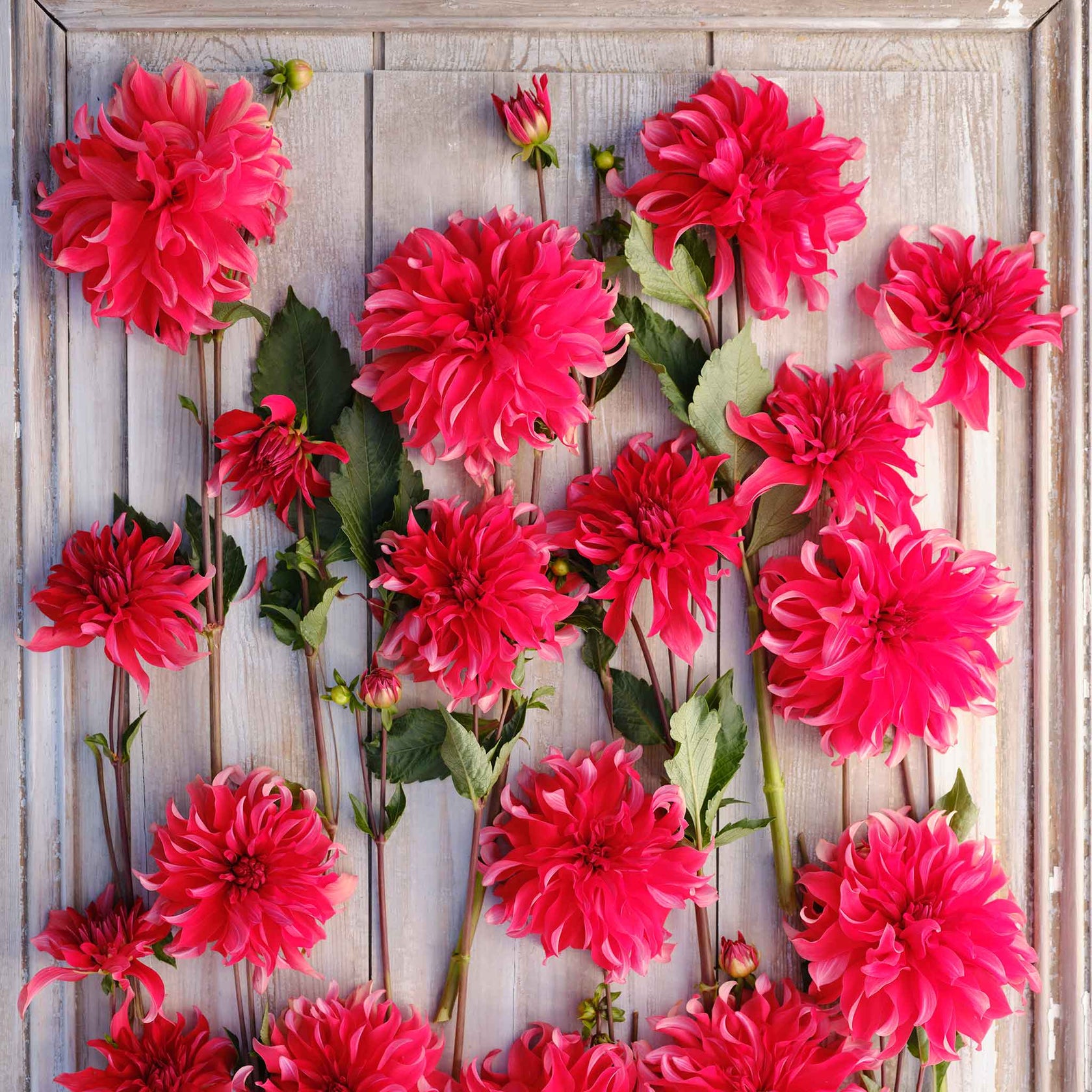 Dahlia Bulbs - Red Labyrinth | Dahlia Tubers | Eden Brothers