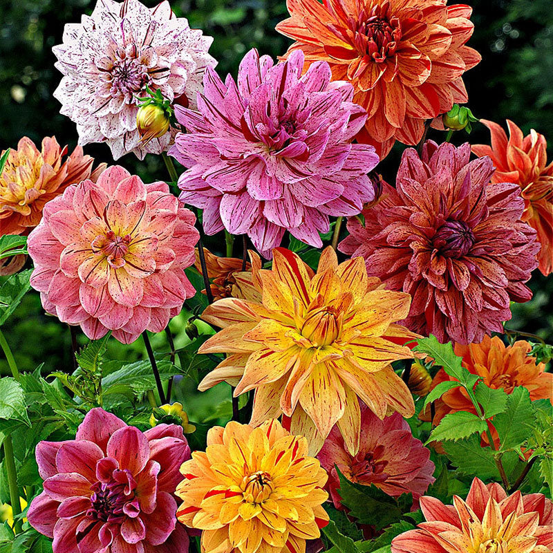 rembrandt mix dahlia 